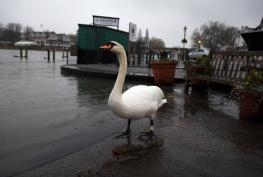 Your letters: No scientific basis for town green mast fears