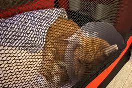 Man calls for traffic calming measures after cat injured by car