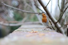 New calendar shows scenes from Wargrave and Ruscombe 