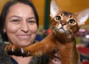 International Cat Show plans October return after 'very successful' first Windsor weekend