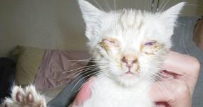 Breeder banned for neglect of cats