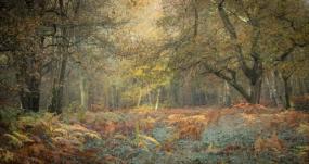 Colours of nature and life in abstract forms