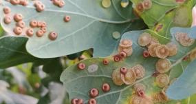 Lengthen growing season with more to enjoy