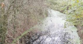 Following a delightful Thames tributary that’s teeming with wildlife