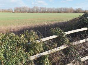 Public notices: Plans for Woodlands Park grow as ‘greybelt’ proposal reaches 300 homes