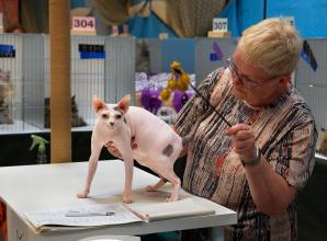 International Cat Show brings world-class felines to Windsor