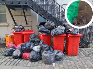 Town centre neighbours 'disgusted' by major rat problem