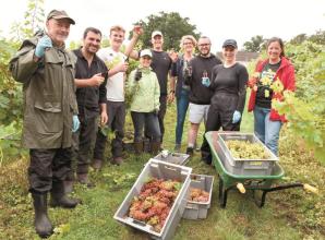 Stanlake Park Wine Estate to launch a new wine after extreme weather produces huge harvest