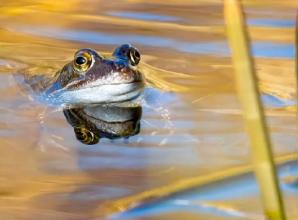 Berkshire, Buckinghamshire and Oxfordshire Wildlife Trust