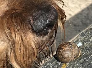 Lungworm hits Henley — so here’s what to watch out for