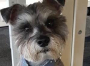 Bertie the Miniature Schnauzer proves miracles can and do happen