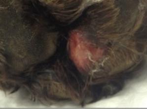 Dog owners told to watch out for ‘Rot’