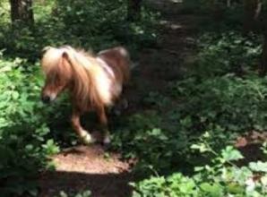 Come celebrate Easter with our friendly animals