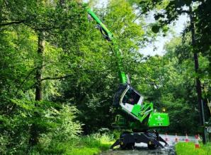 200 trees being felled due to ash dieback disease
