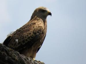 Red kite rescuers help research