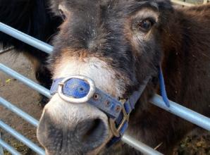 Hundreds of families &lsquo;follow the star&rsquo;