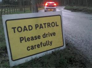 Thousands of spawning toads on Valentine’s night