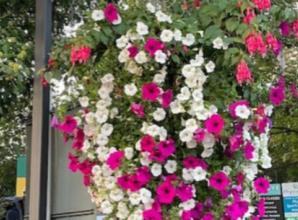 Number of basket buyers still going up