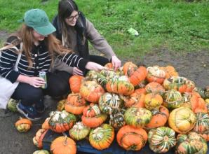 Pumpkin day and growing season hit by bad weather
