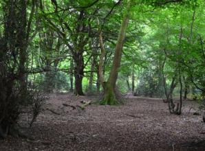 Treasured fairyland of fine and familiar that brings hope for future