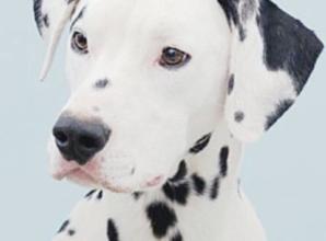 Pet photography studios are 'popping up'