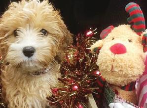 We have got a range of gifts for your pets