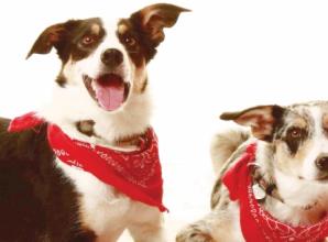 Your pets will feel at home here
