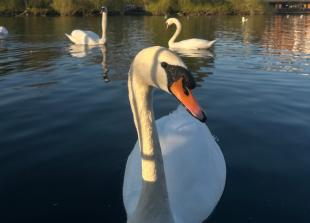Avian flu suspected in death of swan near Caversham promenade