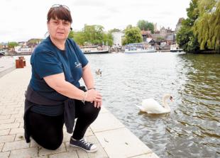 Suspected avian flu: 'Horrendous&rsquo; number of dead and sick swans found in RBWM