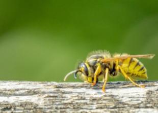 Don’t panic! Wasps do more good than harm