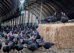 Turkeys taught not to fear bangs