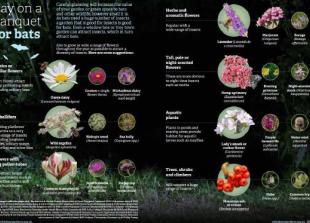 Turn over new leaf and help give bugs a boost