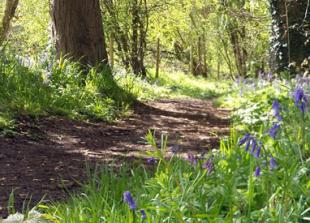 Parkrun comes to Henley