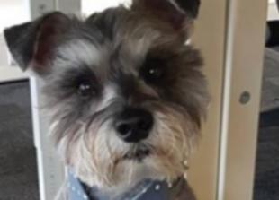 Bertie the Miniature Schnauzer proves miracles can and do happen