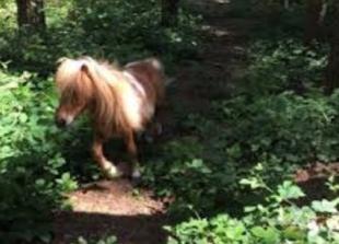 Come celebrate Easter with our friendly animals