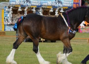 Fireworks noise made my horse shake with fright Fireworks noise made my horse shake with fright