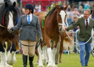 Fireworks noise made my horse shake with fright Fireworks noise made my horse shake with fright