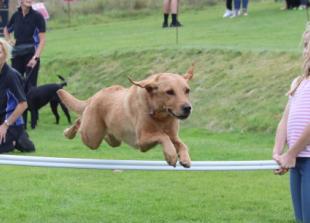 Picture this: Shiplake College dog show