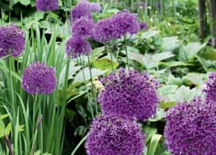 Enjoy nature’s time to plan your garden this autumn