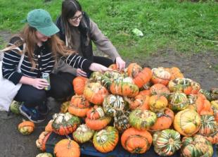 Pumpkin day and growing season hit by bad weather