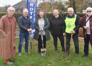 Crocus bulbs planted for polio awareness