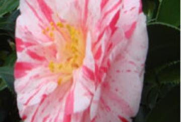 Free Camellia worth &pound;6.99