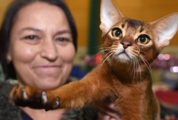International Cat Show plans October return after 'very successful' first Windsor weekend
