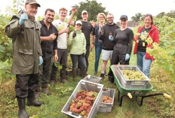 Stanlake Park Wine Estate to launch a new wine after extreme weather produces huge harvest
