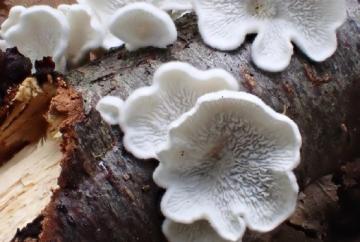 Sorry for my mistake