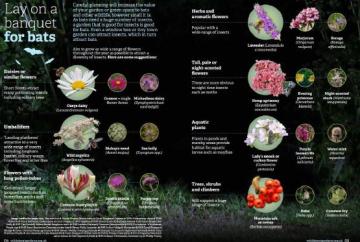 Turn over new leaf and help give bugs a boost