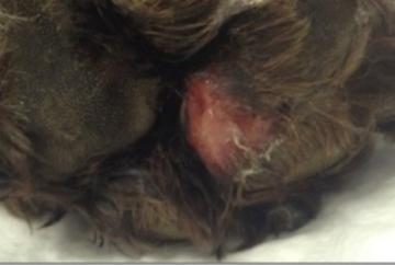 Dog owners told to watch out for ‘Rot’