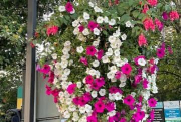 Number of basket buyers still going up Number of basket buyers still going up