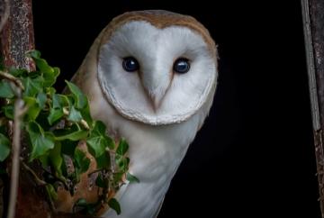 Wildlife photographer who ‘dares to dream’