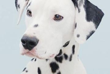 Pet photography studios are 'popping up'